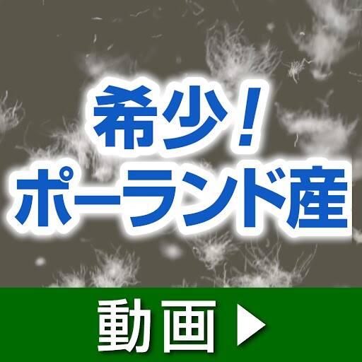 西川 布団・快眠グッズ ポーランド産ダウン90％羽毛布団