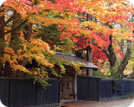 Akita
