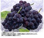 ���R�j���[�s�I�[�l�@��2kg�@