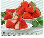 �g�ق��؁@��1.6kg�@