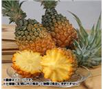 �{�S�[���p�C���@