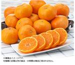 ���̊ۃS�[���h�痼�@��5kg�@