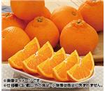 �n�E�X�f�R�|���@��2.8kg�@