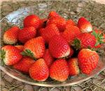 �Ƃ��������@��1.5kg�i��750gX2�j�@